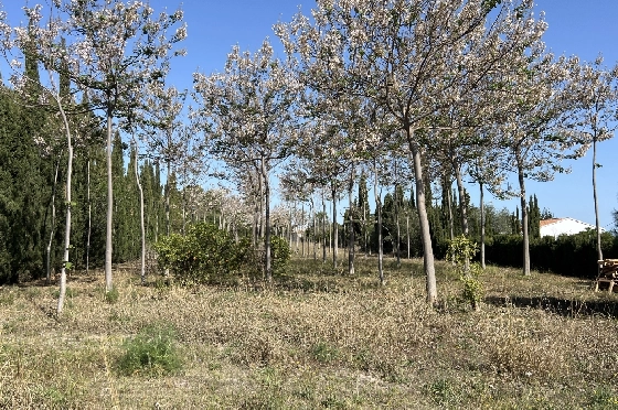 Finca in Pedreguer zu verkaufen, Woongedeelte 400 m², + KLIMA, Grondstuk 12000 m², 2 Slaapkamers, 2 Badkamers, ref.: JS-0624-14